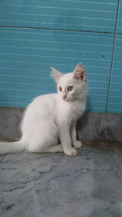 two coated Persian cat for sale fully tamed