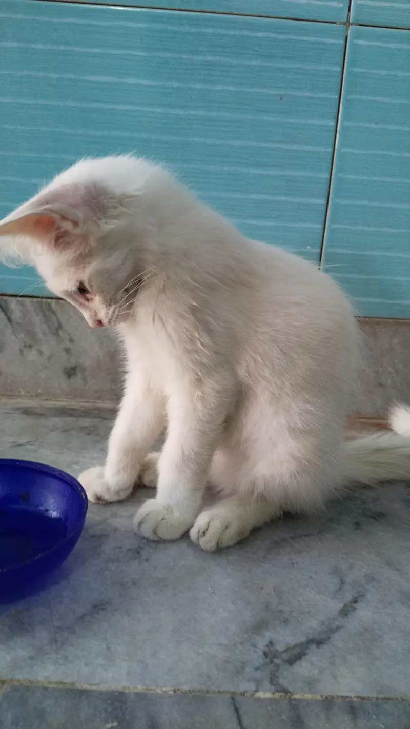two coated Persian cat for sale fully tamed — photo 2