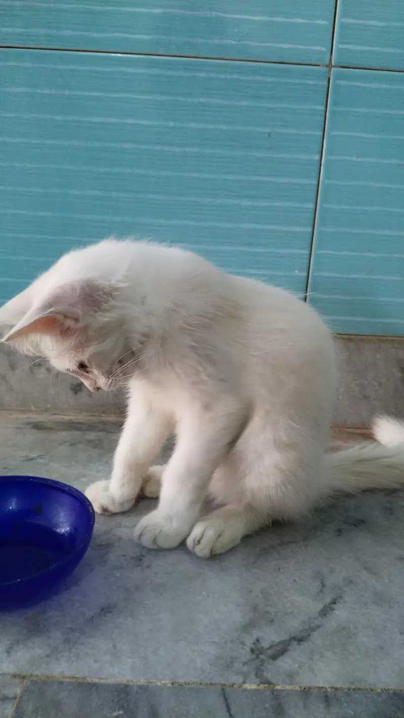 two coated Persian cat for sale fully tamed — photo 3