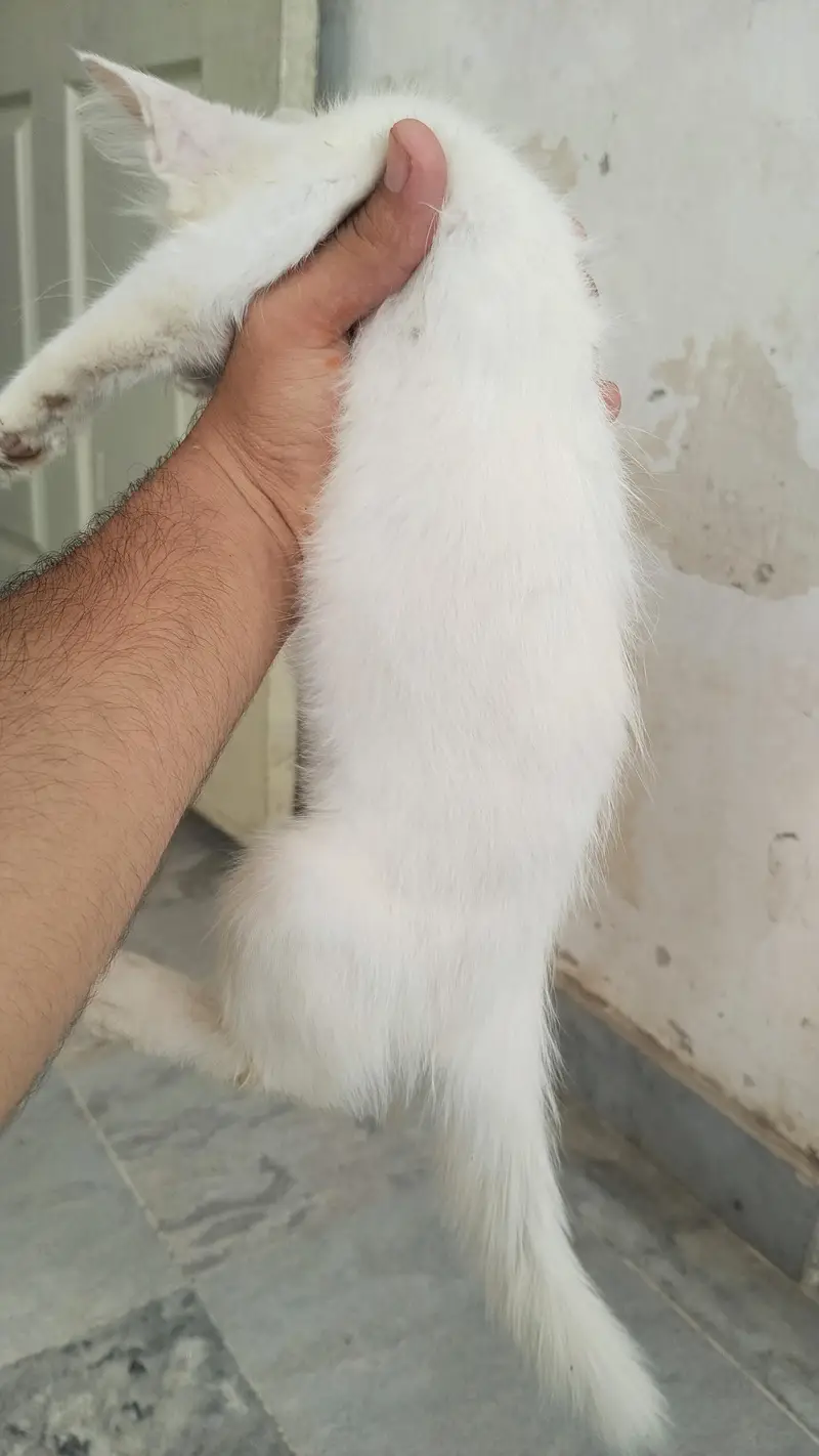 two coated Persian cat for sale fully tamed — photo 4