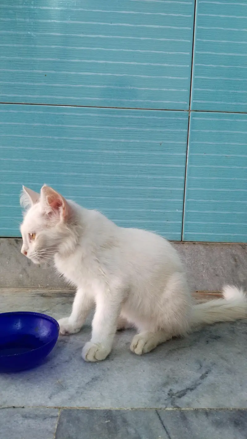 two coated Persian cat for sale fully tamed — photo 5