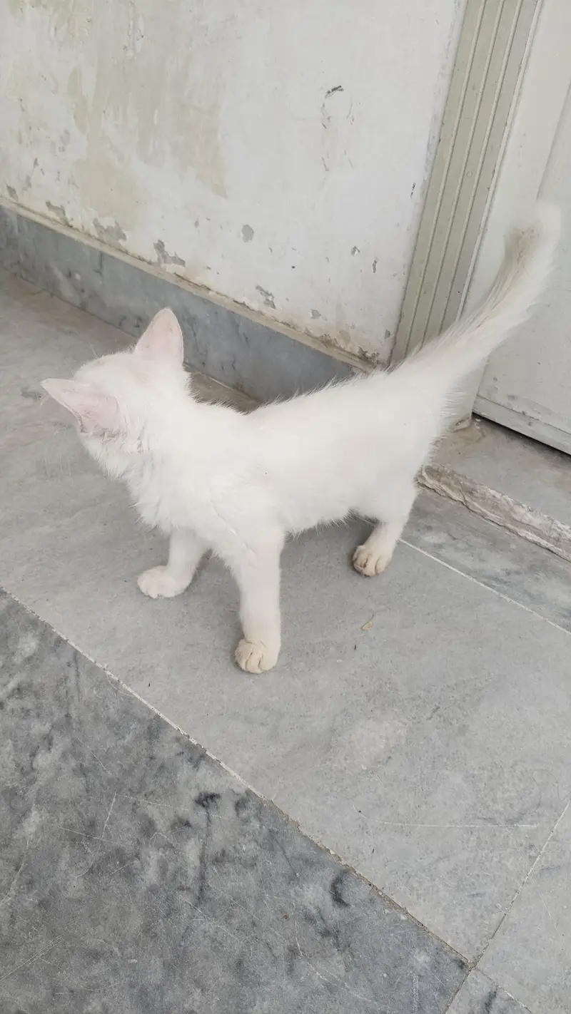 two coated Persian cat for sale fully tamed — photo 6