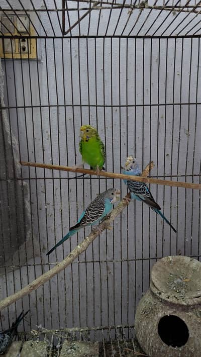Australian porrat 4 pice for sale