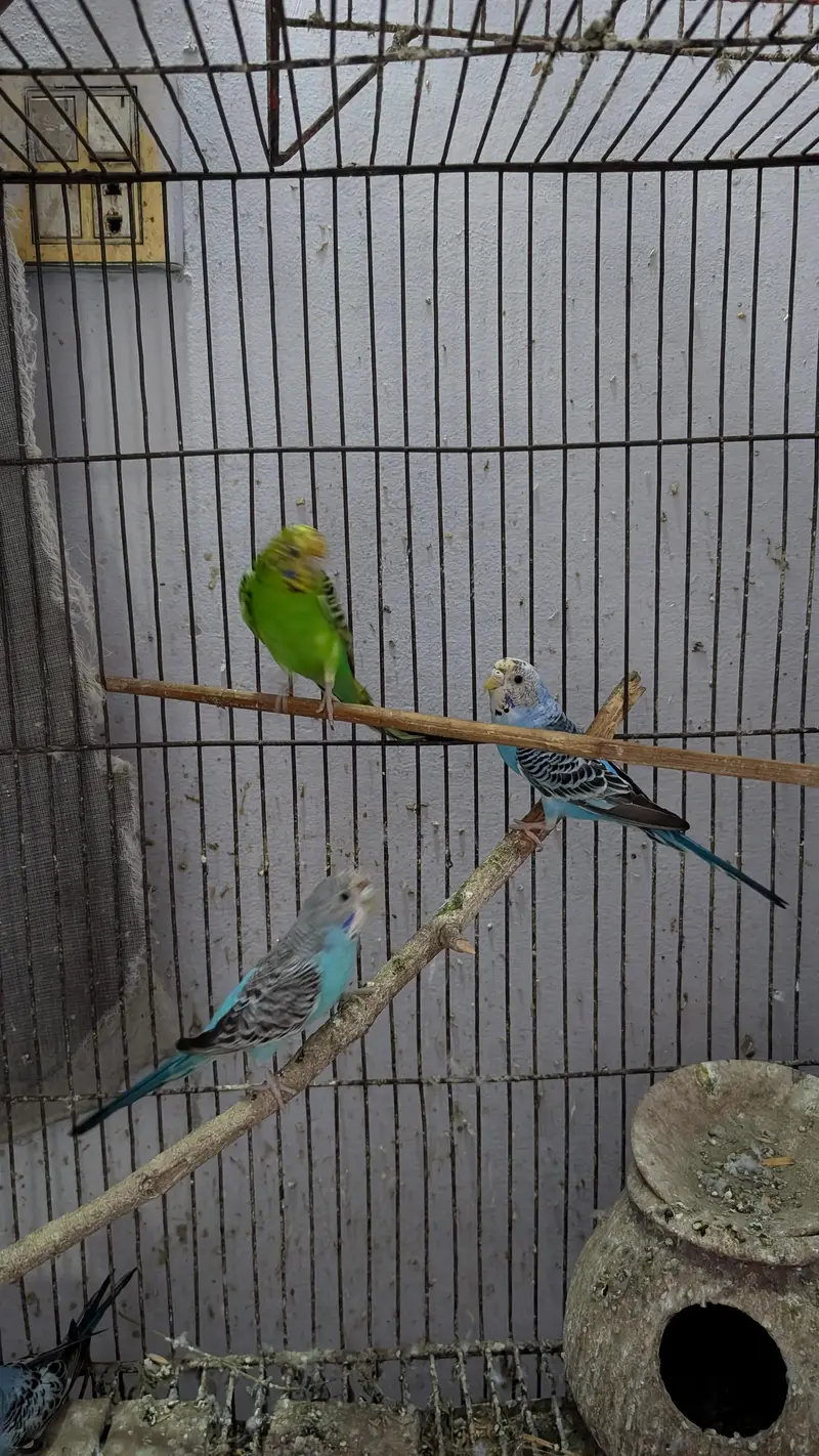 Australian porrat 4 pice for sale — photo 2