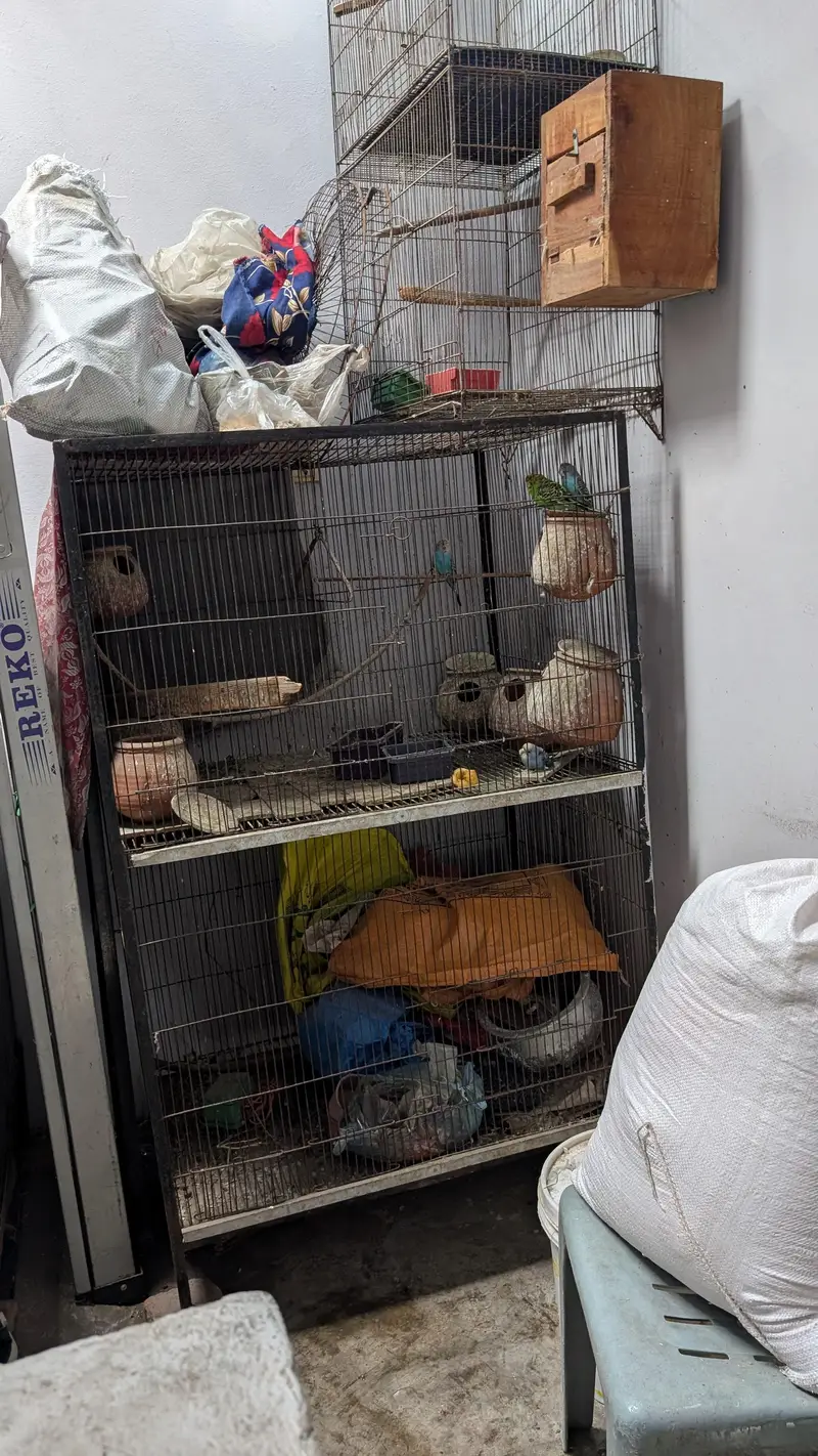 Australian porrat 4 pice for sale — photo 4