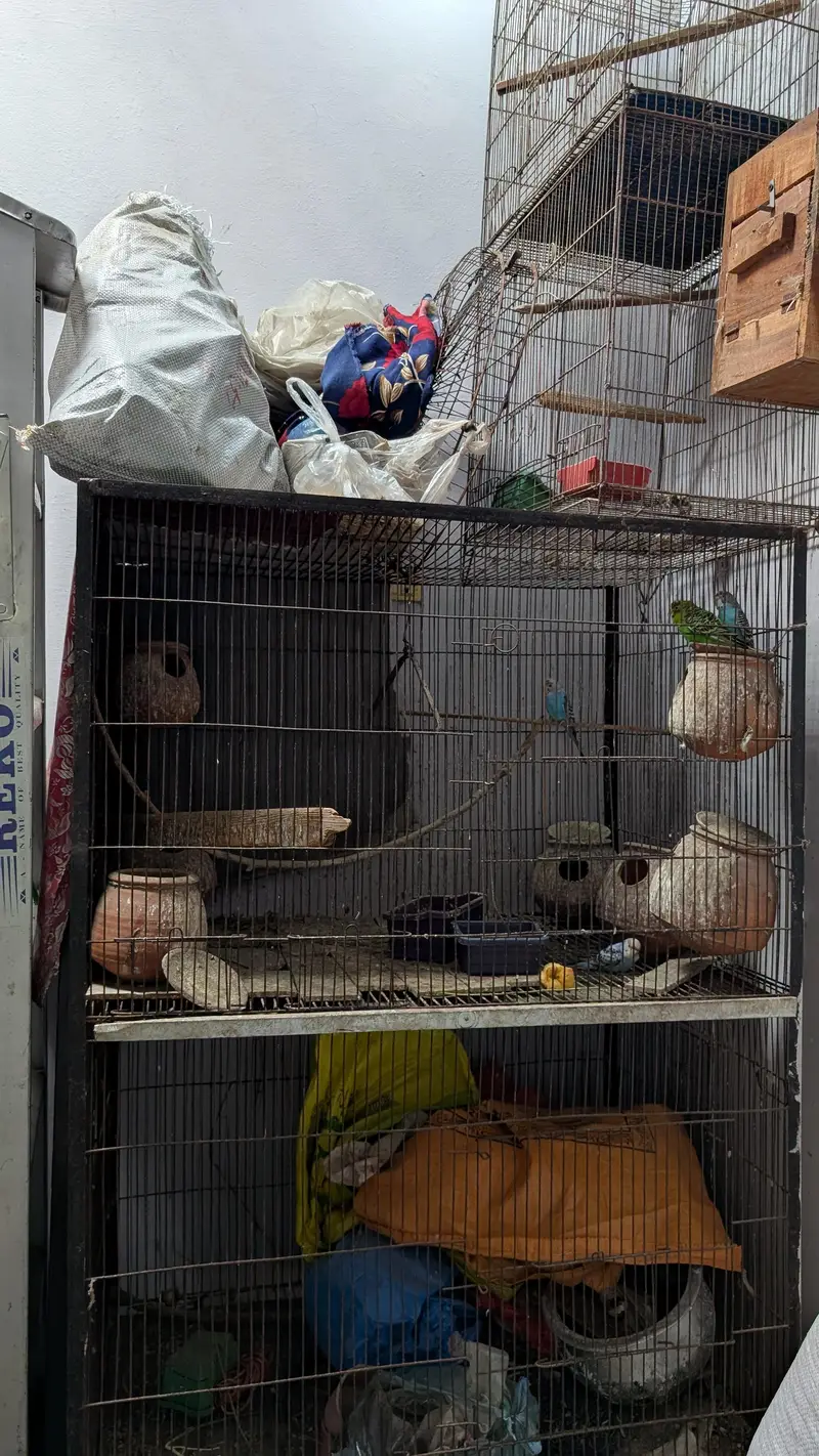 Australian porrat 4 pice for sale — photo 5