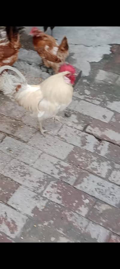 Golden Misri male