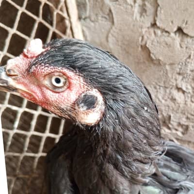 Pure  aseel kaali dragon Madi for sale