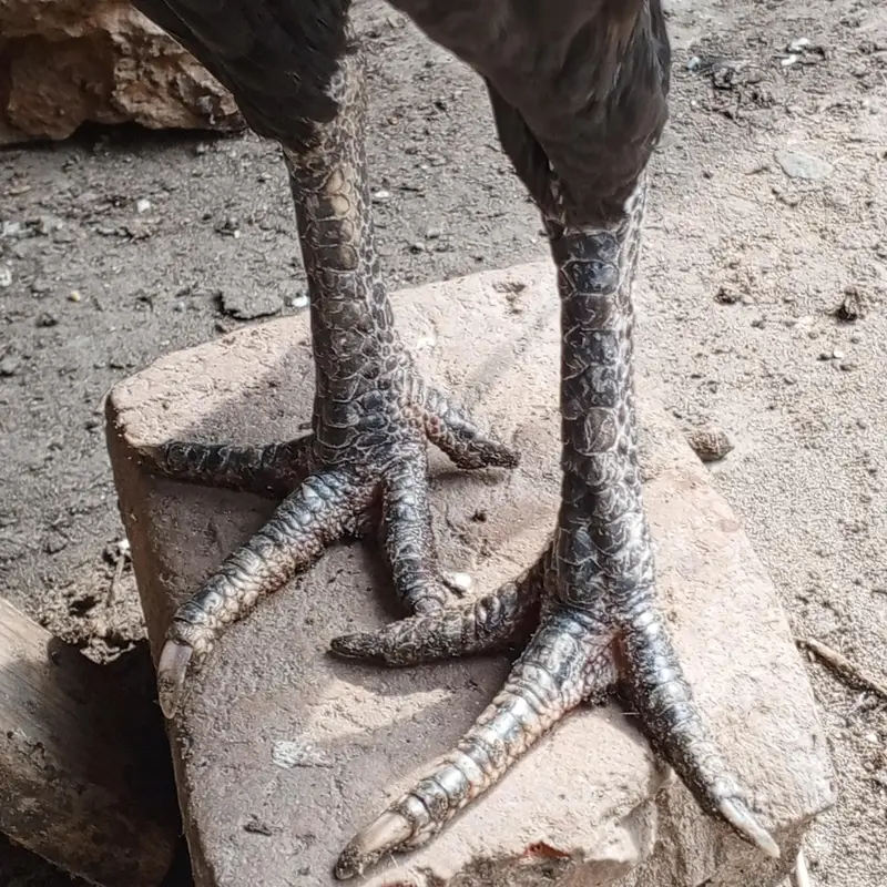 Pure  aseel kaali dragon Madi for sale — photo 2