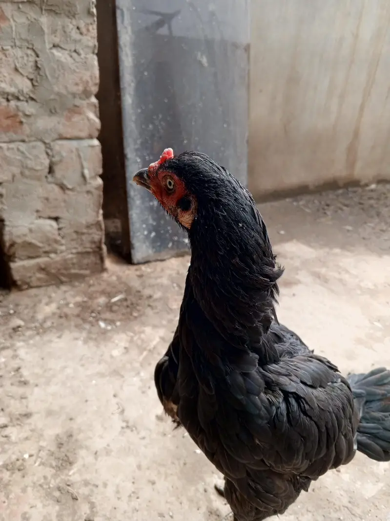 Pure  aseel kaali dragon Madi for sale — photo 3