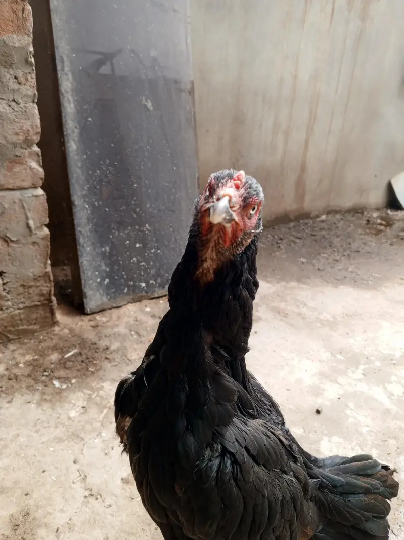 Pure  aseel kaali dragon Madi for sale — photo 4