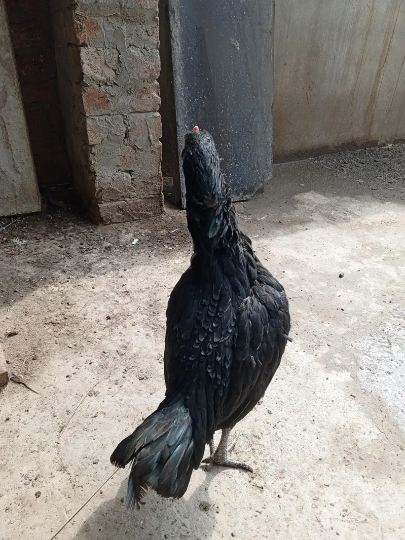 Pure  aseel kaali dragon Madi for sale — photo 6
