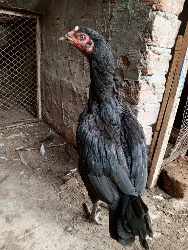 Pure  aseel kaali dragon Madi for sale — photo 7