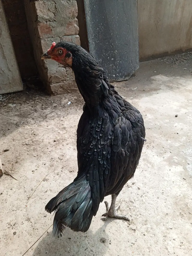 Pure  aseel kaali dragon Madi for sale — photo 8