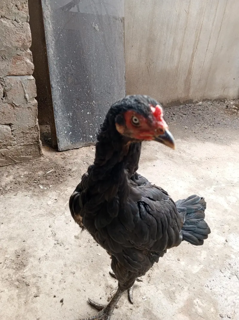 Pure  aseel kaali dragon Madi for sale — photo 9