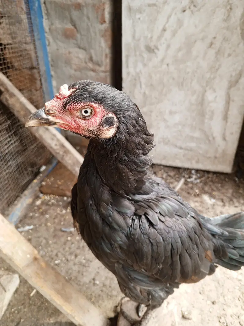 Pure  aseel kaali dragon Madi for sale — photo 10