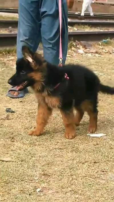 (German- shepherd) (puppies) (argent for sale) Whatsapp 03401430037