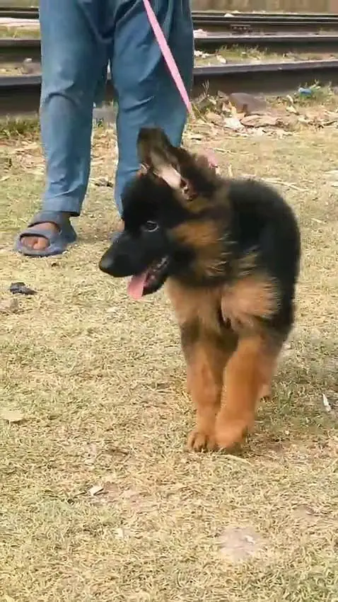 (German- shepherd) (puppies) (argent for sale) Whatsapp 03401430037 — photo 2