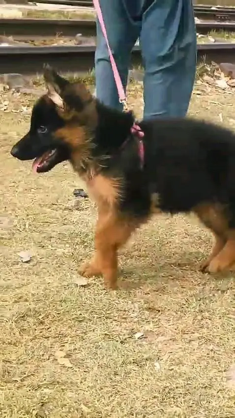 (German- shepherd) (puppies) (argent for sale) Whatsapp 03401430037 — photo 3