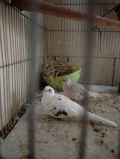 Pied Diamond Dove