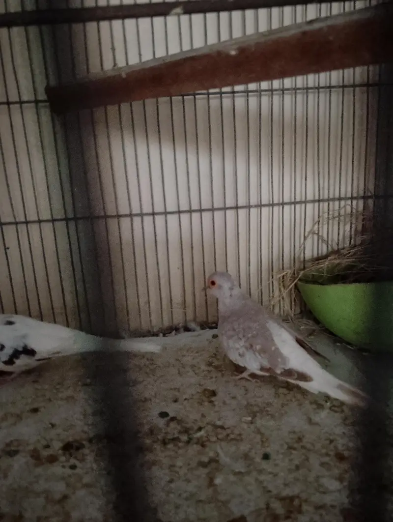 Pied Diamond Dove — photo 2