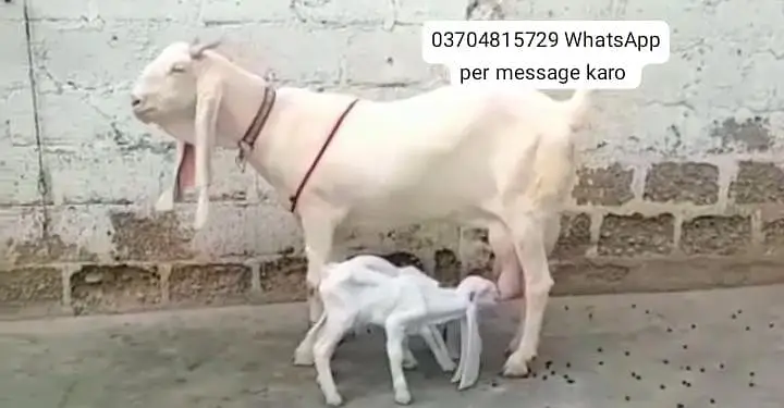 Gulabi Bakri Our 2 Bacchon ka sath For sale/ O37O48I5729 — photo 2