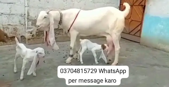 Gulabi Bakri Our 2 Bacchon ka sath For sale/ O37O48I5729 — photo 3