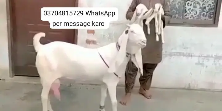 Gulabi Bakri Our 2 Bacchon ka sath For sale/ O37O48I5729 — photo 4