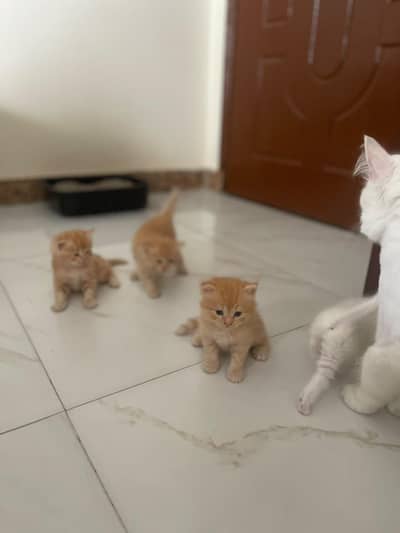persian kittens