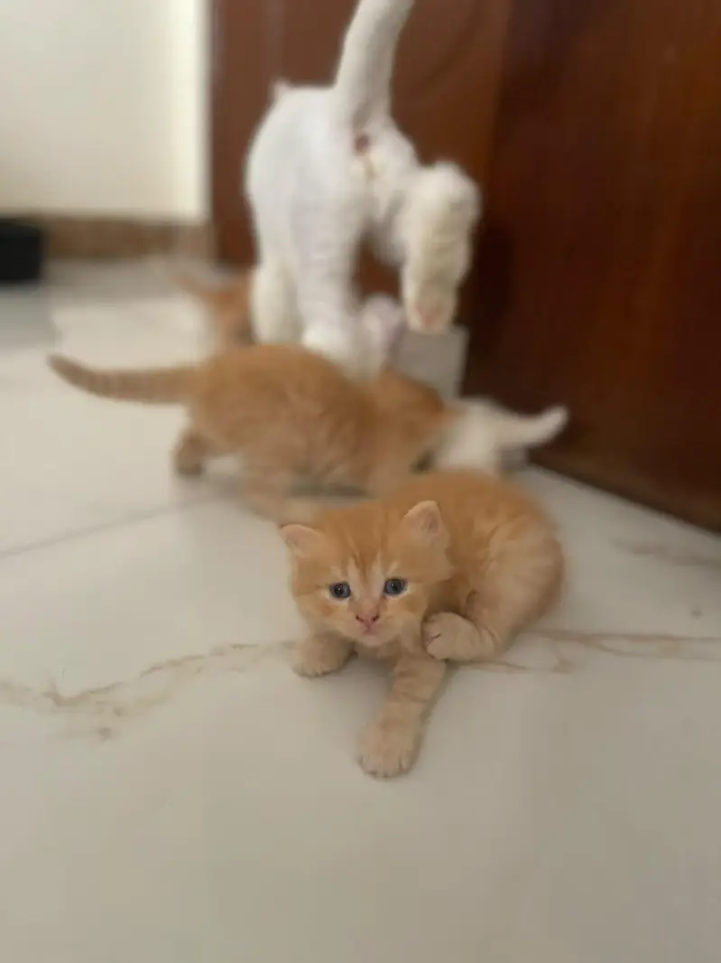 persian kittens — photo 2