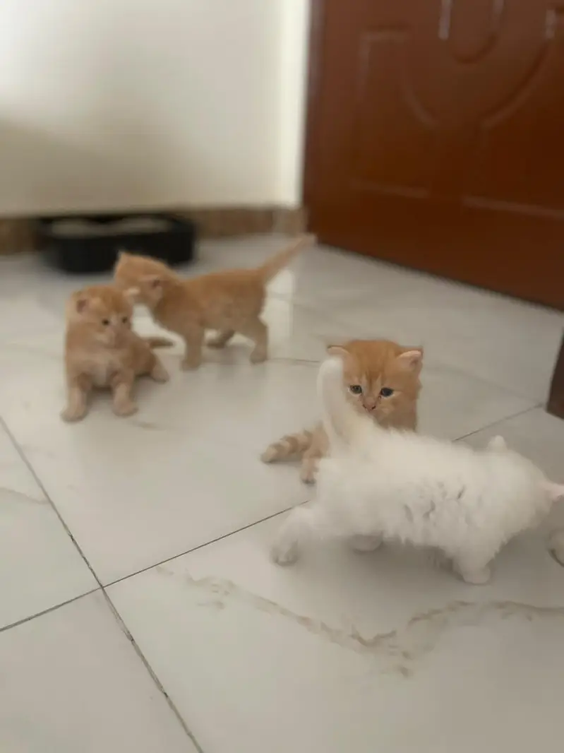 persian kittens — photo 3