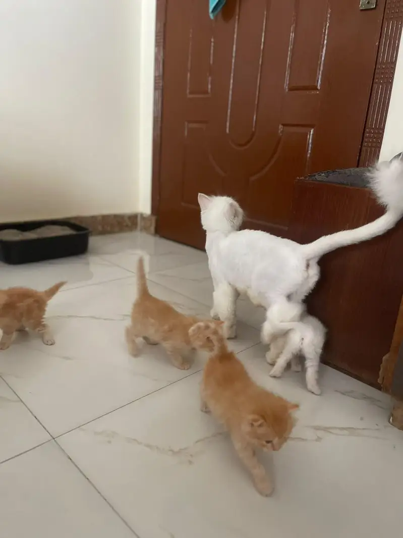 persian kittens — photo 4
