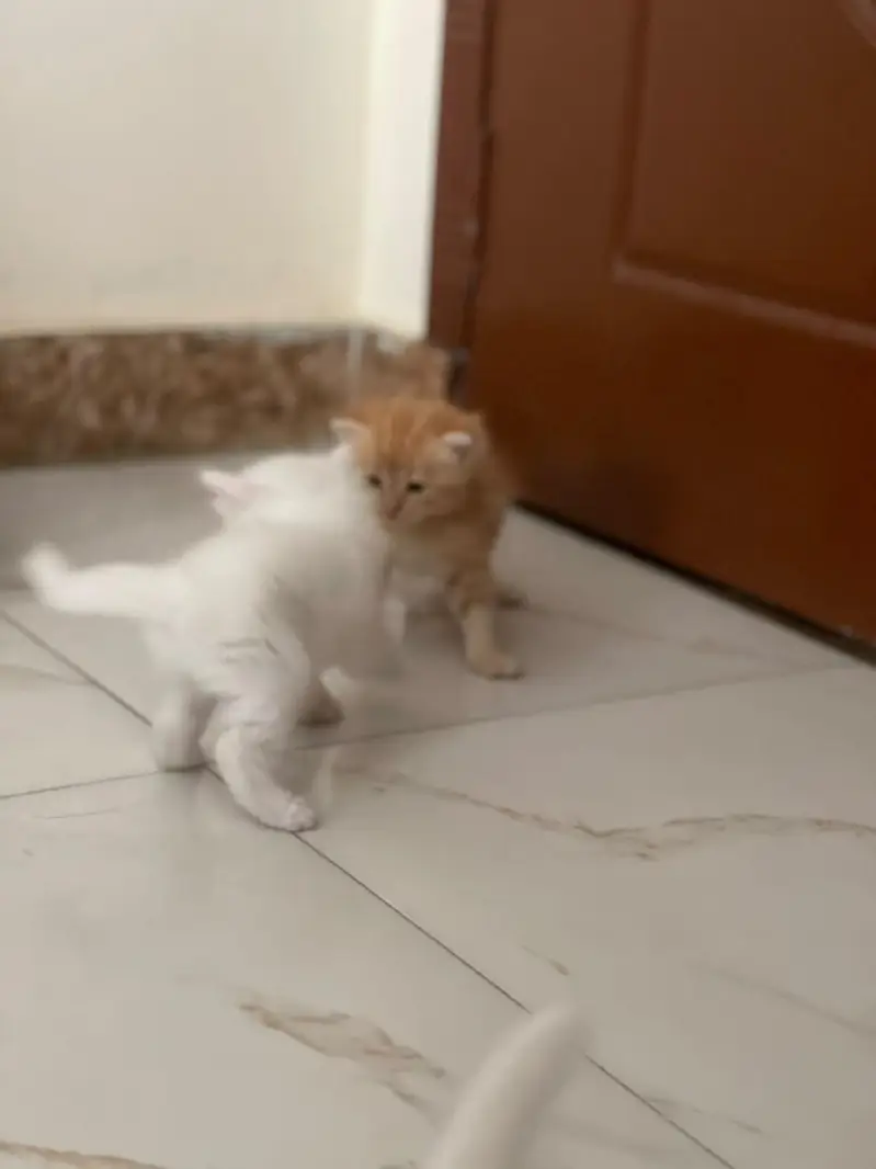 persian kittens — photo 5