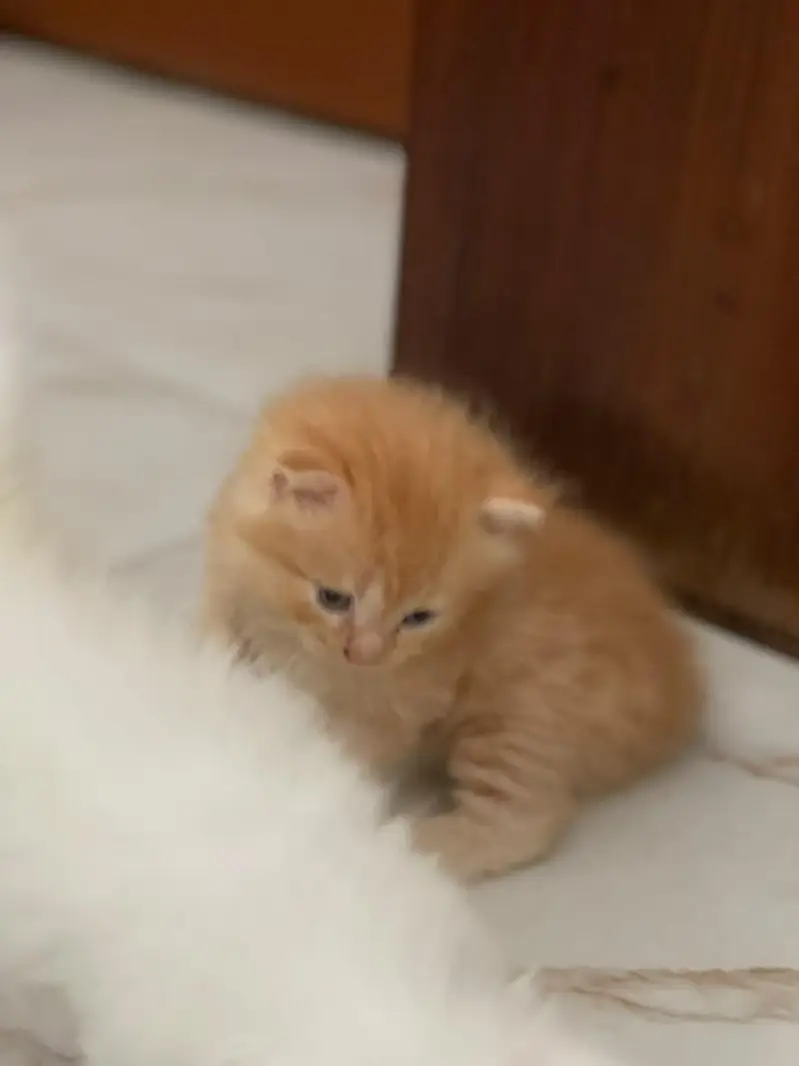 persian kittens — photo 6