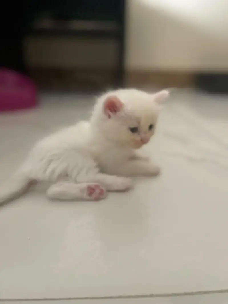 persian kittens — photo 7