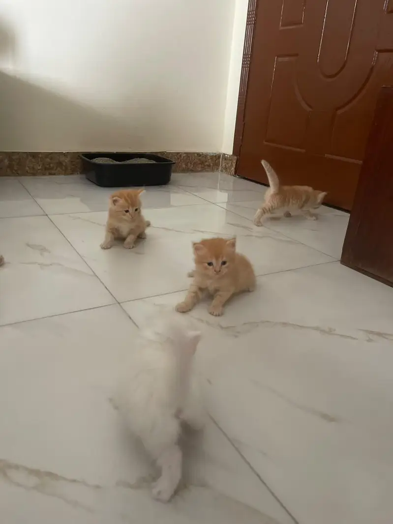 persian kittens — photo 8