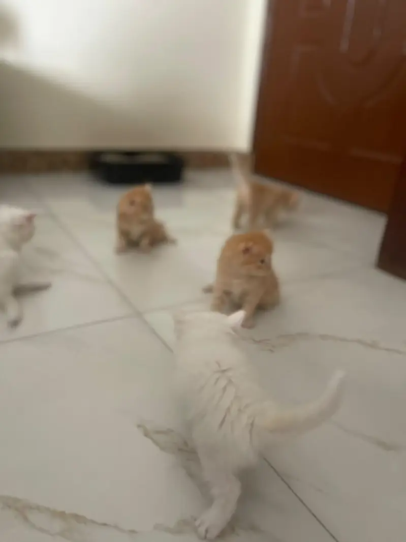 persian kittens — photo 9