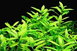 Aquatic plants and shrimps WhatsApp 03217809572