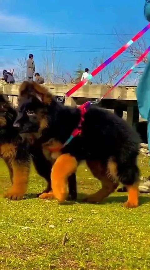 (German- shepherd) (puppies) (argent for sale) Whatsapp 03401430037 — photo 2