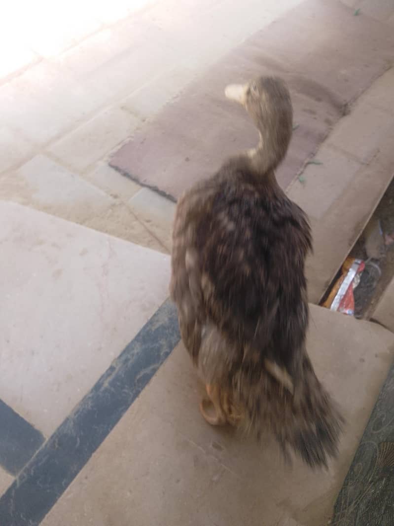 duck 0