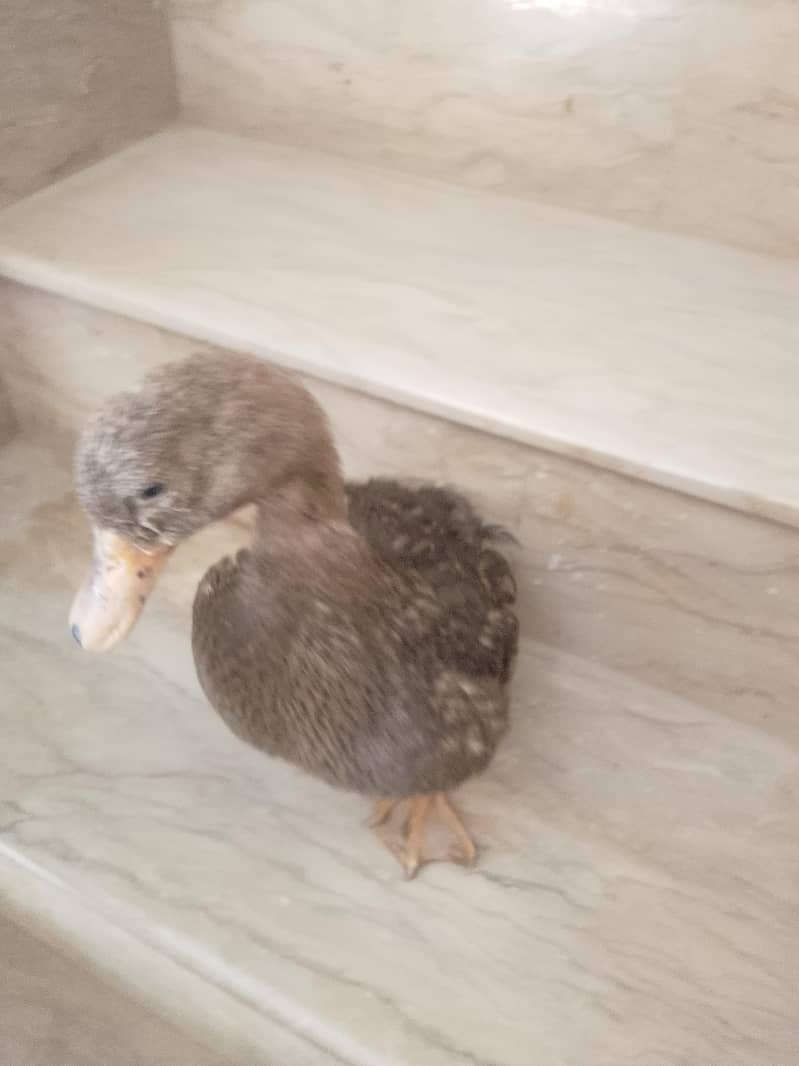 duck 1