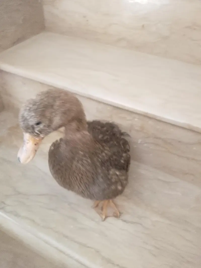 duck — photo 2