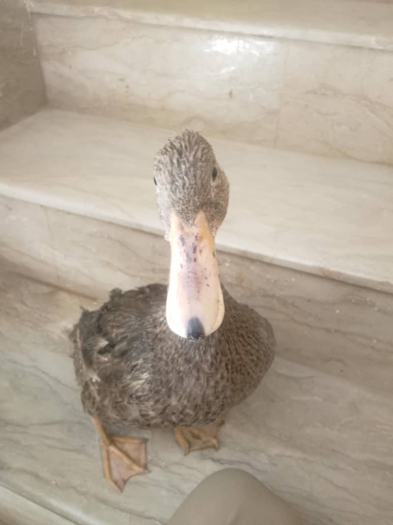 duck 2