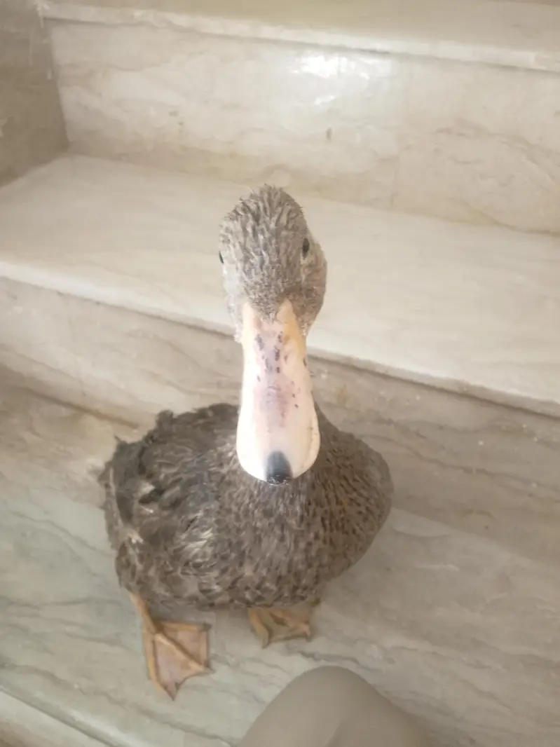 duck — photo 3