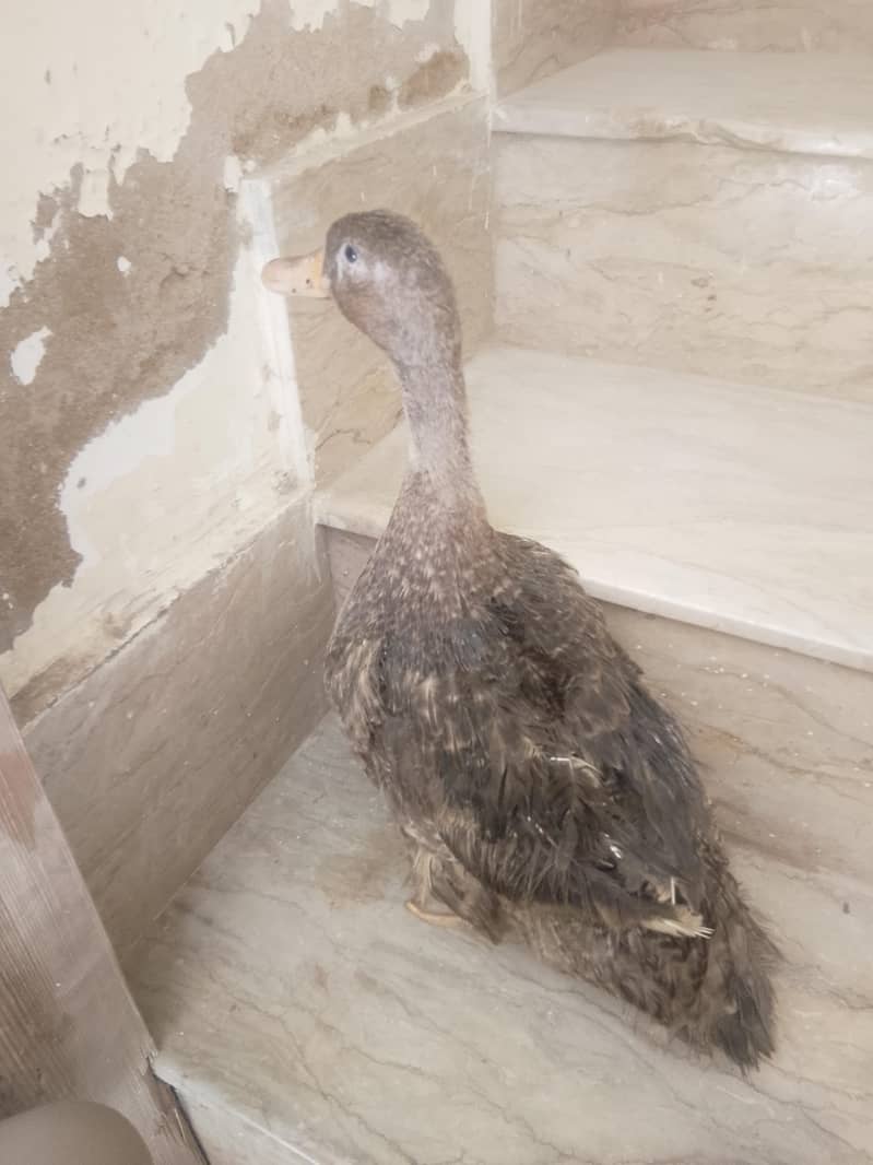 duck 3