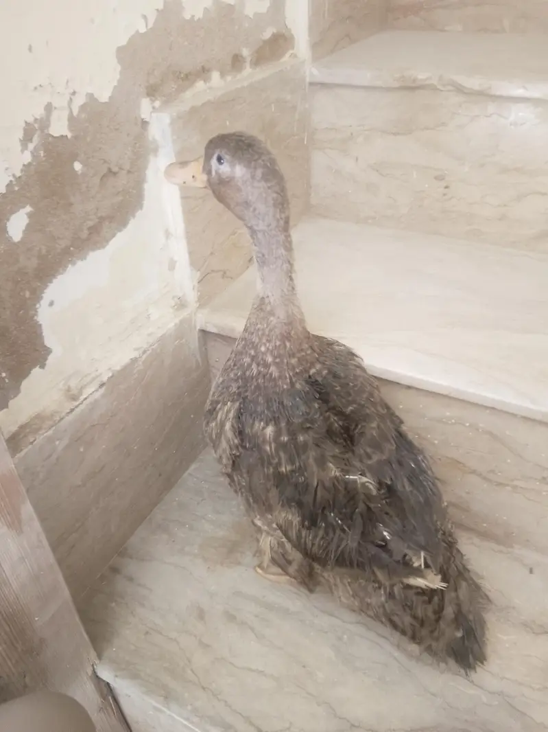 duck — photo 4