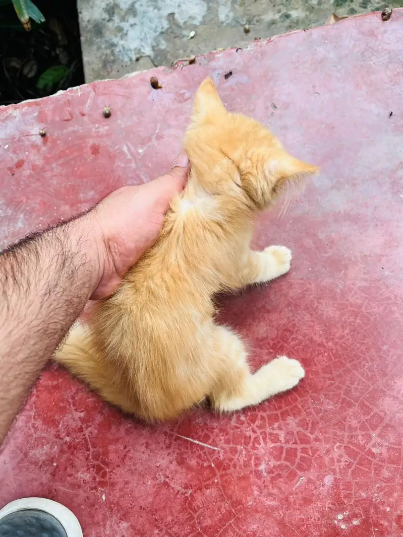 Persian cat for sale — photo 3