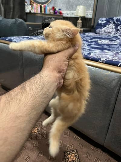 Persian cat for sale