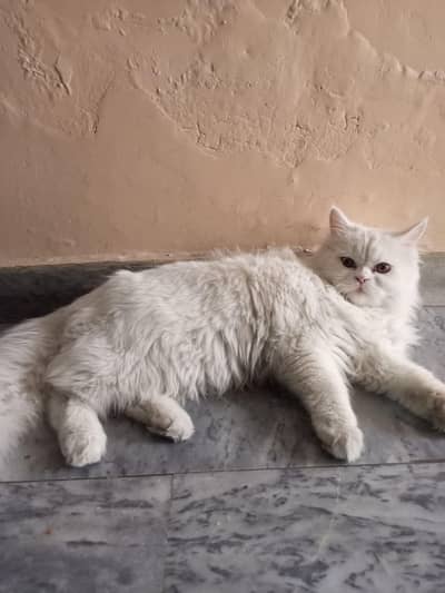 white Persian cat