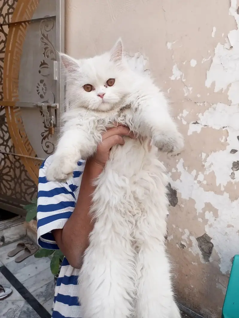 white Persian cat — photo 2